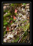 Flowers on Alander Mountain