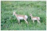 Pronghorn