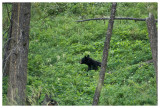 Black bear