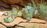 701 Mesa Verde cactus.jpg