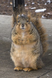 Jan. 2, 2008 - Oh nuts! The worlds fattest squirrel