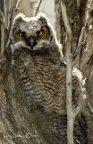 Baby Great Horned Owl