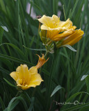 Daylillies in HDR