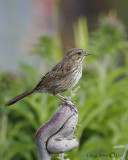 Song Sparrow