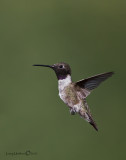 Black-chinned Hummingbird
