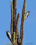 Downy Woodpeckers