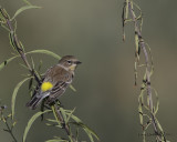 Yellow-rumped Warbler