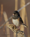 Dark-eyed Junco