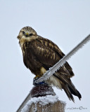 Rough-legged Hawk