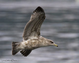 Herring Gull (2nd Year)