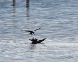 Bald Eagles