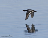 Lesser Scaup