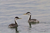 Western & Clarks Grebe