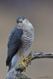 Sharp-shinned Hawk