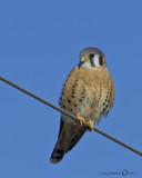 American Kestrel