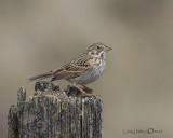 Vesper Sparrow