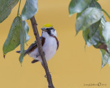 Chestnut-sided Warbler