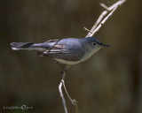 Blue-gray Gnatcatcher (Eastern)