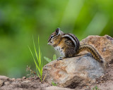 Chipmunk