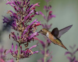 Rufous Hummingbird