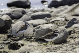 Wilsons Plover - Western Sandpiper