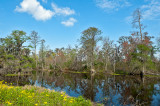 Lovely Day In The Bayou