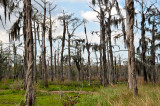 Bald Cypress At  The Swamp