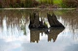 Water Reflections