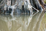 Bald Cypress Textures