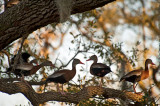 The Black-bellied Tree Ducks