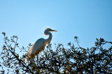The Great White Egret