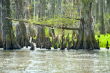 The Bayou Wetlands