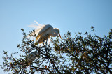 White Egret In The Sun