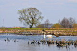 Biebrza National Park