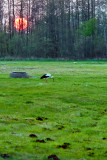 Stork, Well And Sunset