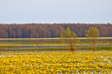Biebrza River Yellow Wetlands