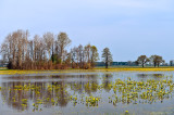 Biebrza River Backwater In Spring