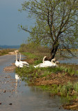 Swans At The Flooded Road
