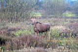Moose At Daybreak