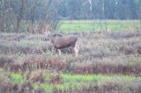 Moose At Daybreak
