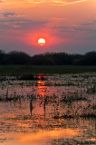 Sunrise At Biebrza River Backwater