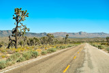 Joshua Trees