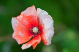 I Like Popping Poppies Too