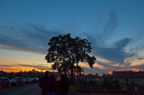 Big Tree At Sunset