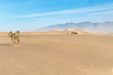 Windy Mesquite Dunes
