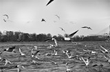 Seagulls Over The River