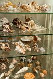 Shells Collection