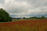 The Buckwheat Field