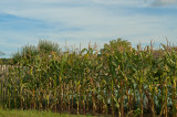 A Small Field Of Corn