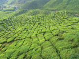 Cameron Bharat Tea Estate